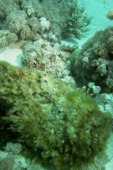 20010615_Turtle_Bay_0019